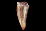 Fossil Phytosaur (Machaeroprosopus) Tooth - New Mexico #133280-1